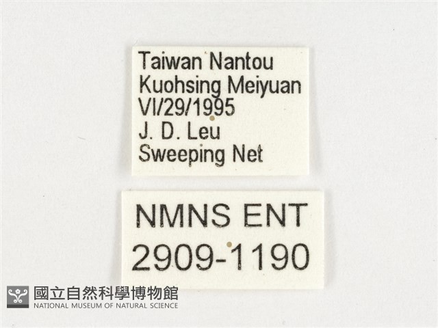 玉帶黛眼蝶藏品圖，第3張