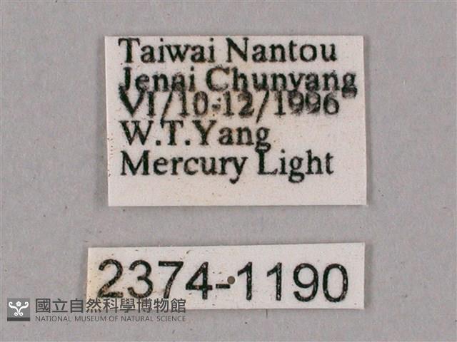 榆綠天蛾藏品圖，第3張