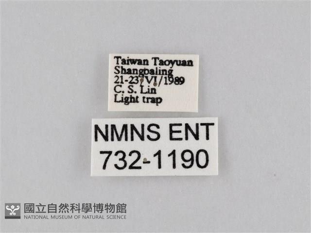 橙擬燈蛾藏品圖，第3張