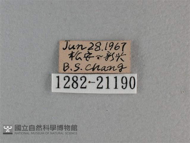 玉帶弄蝶藏品圖，第3張