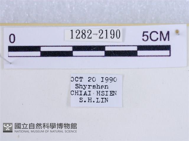 後凸蝶燈蛾藏品圖，第3張