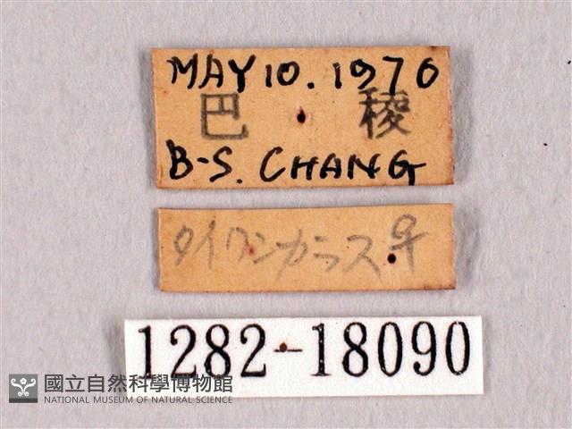 臺灣洒灰蝶藏品圖，第3張