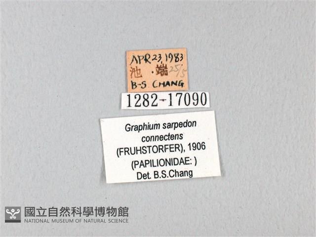 青帶鳳蝶藏品圖，第3張