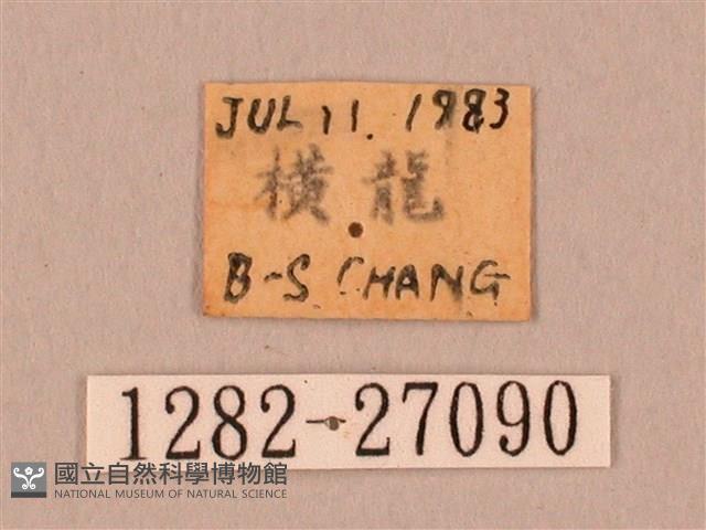 裂斑鷹翅天蛾藏品圖，第3張