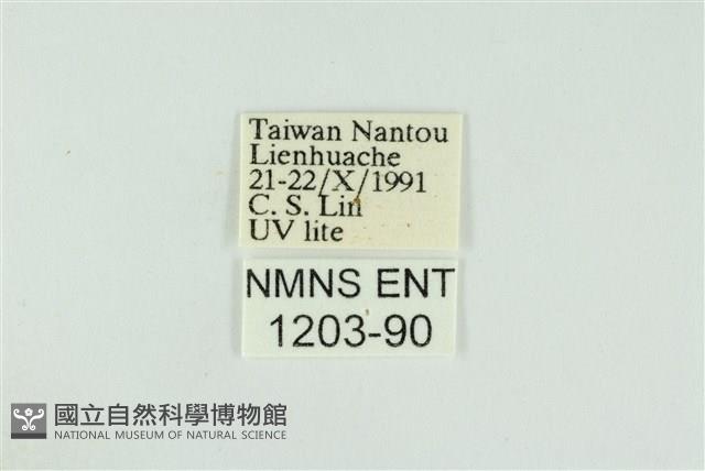 黑翅黃毒蛾藏品圖，第3張