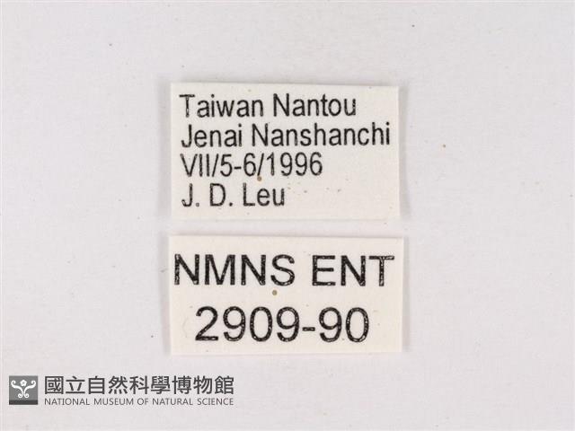 嫵琉灰蝶藏品圖，第3張