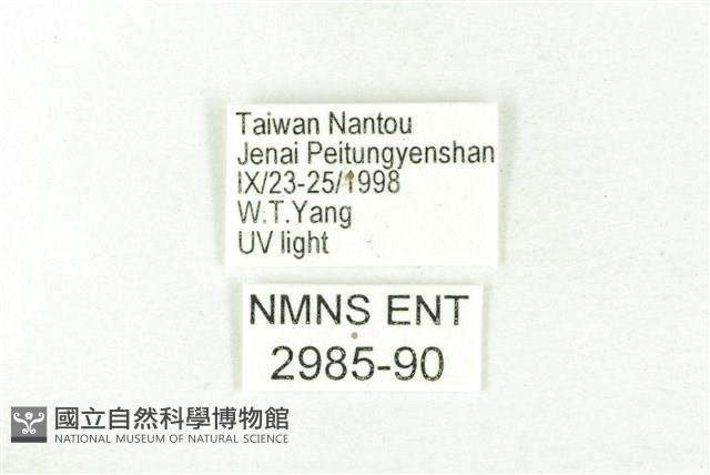 樹形尺蛾藏品圖，第3張