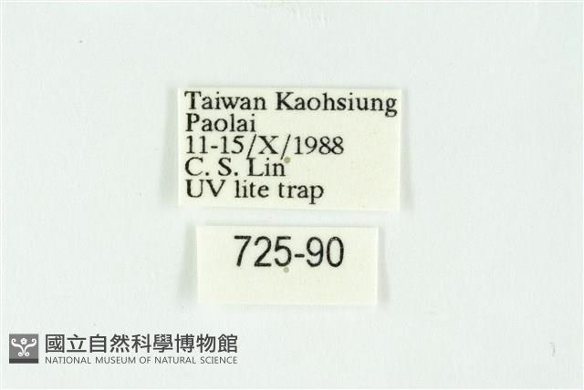 白斑散紋夜蛾藏品圖，第3張