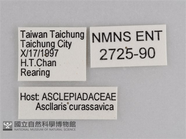 樺斑蝶藏品圖，第3張