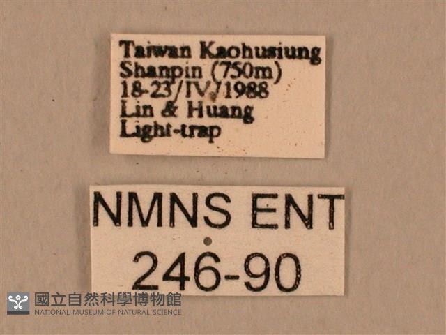 臺灣鷹翅天蛾藏品圖，第3張