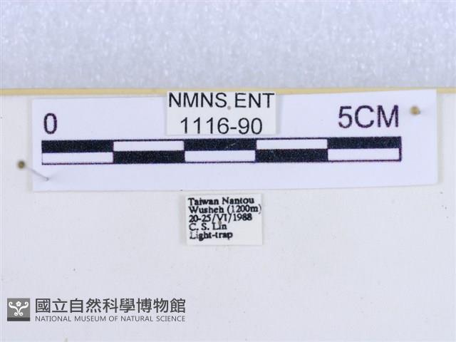 粉蝶燈蛾藏品圖，第3張