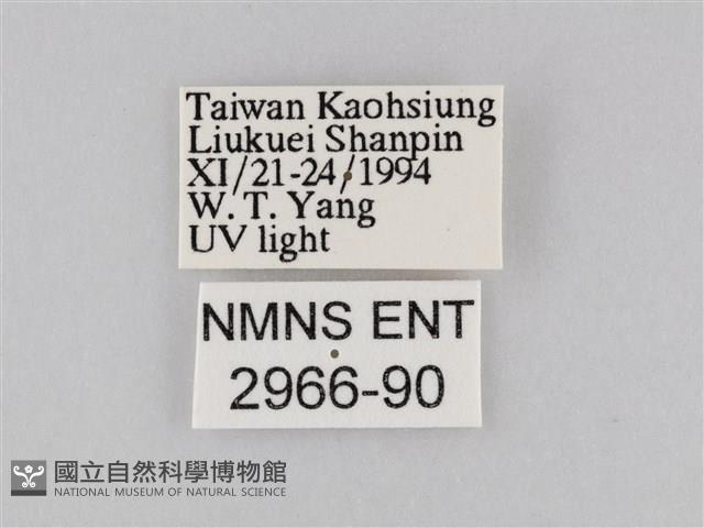 橙擬燈蛾藏品圖，第3張