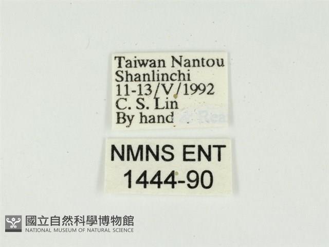 史氏狹翅螢斑蛾藏品圖，第3張