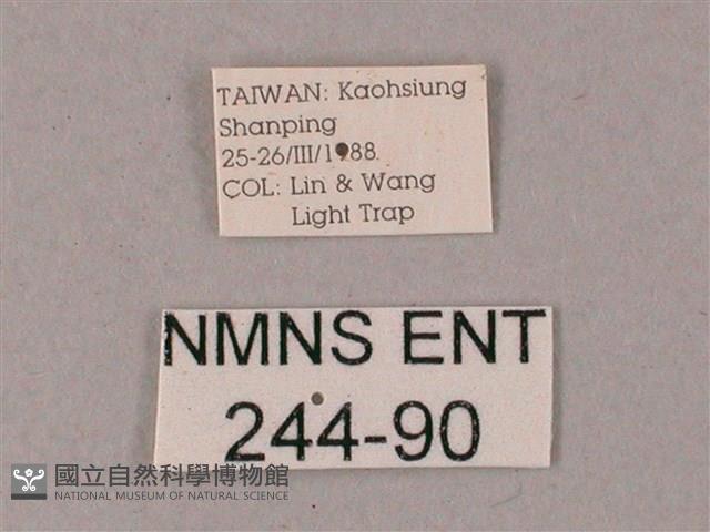 雙斑白肩天蛾藏品圖，第3張