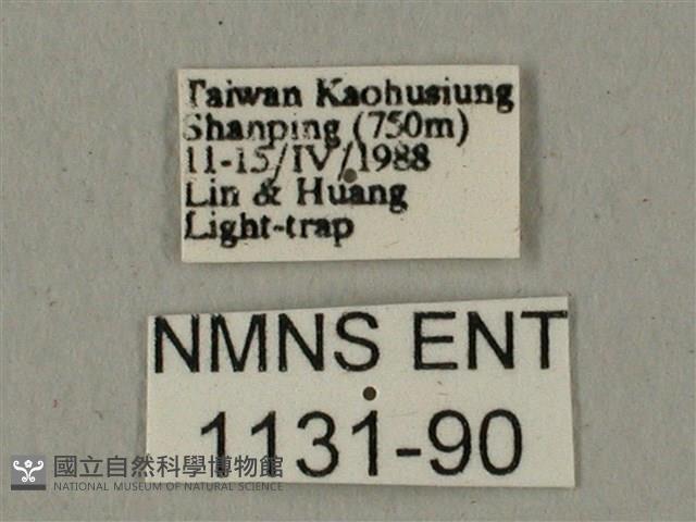 全緣缺角天蛾藏品圖，第3張