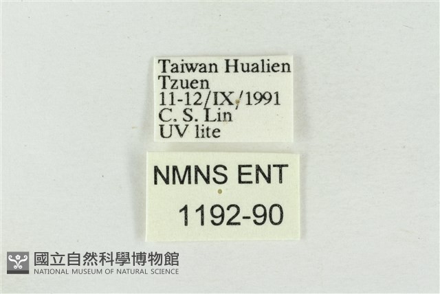 印華波紋蛾藏品圖，第3張