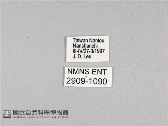 寬帶青鳳蝶藏品圖，第3張