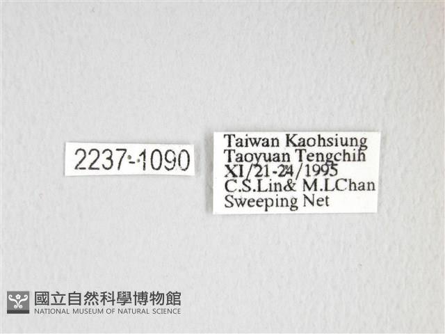 大綠目天蠶蛾藏品圖，第3張