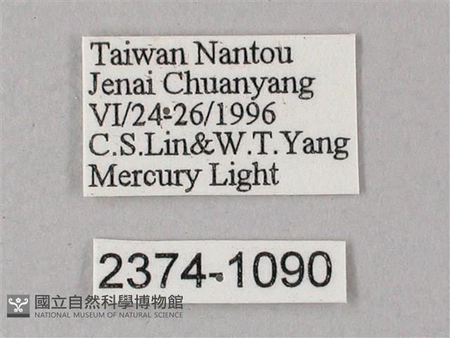 藏斜紋天蛾藏品圖，第3張