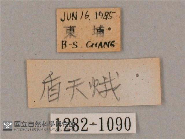 盾天蛾藏品圖，第3張