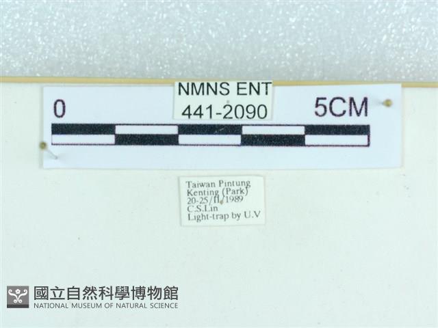 粉蝶燈蛾藏品圖，第3張