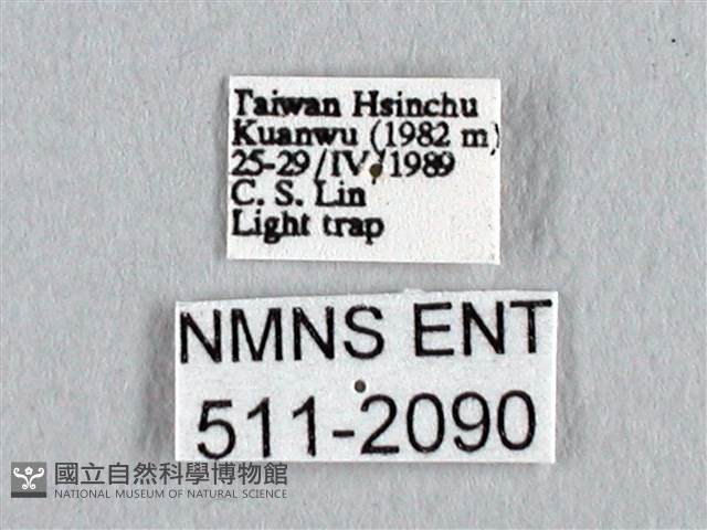 長尾水青蛾藏品圖，第3張