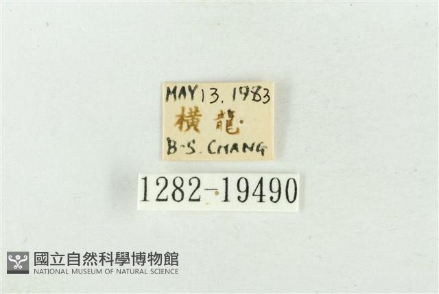 大斑波紋蛾藏品圖，第3張