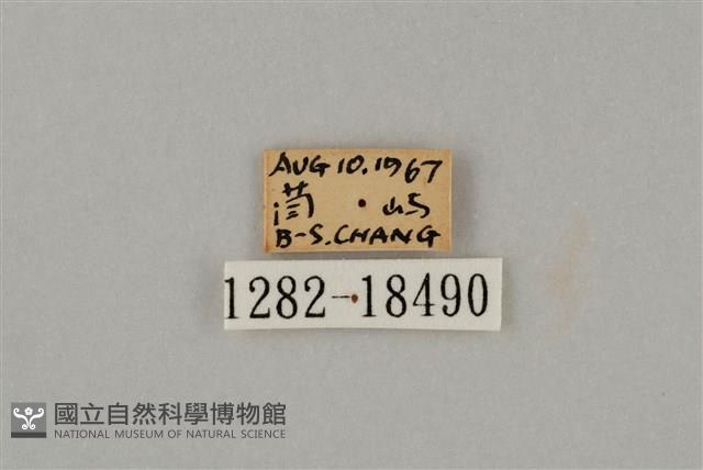 藍灰蝶沖繩亞種藏品圖，第3張