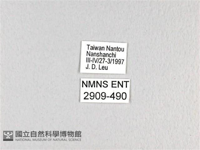 斑鳳蝶藏品圖，第3張