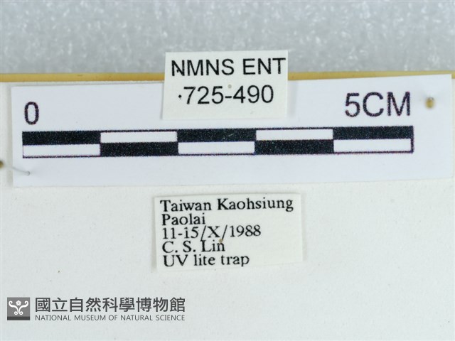 粉蝶燈蛾藏品圖，第3張