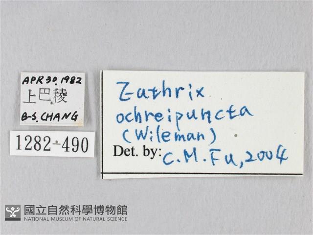 棕斜帶枯葉蛾藏品圖，第3張