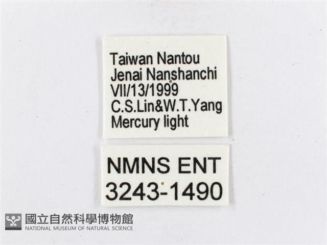 蓬萊茶斑蛾藏品圖，第3張