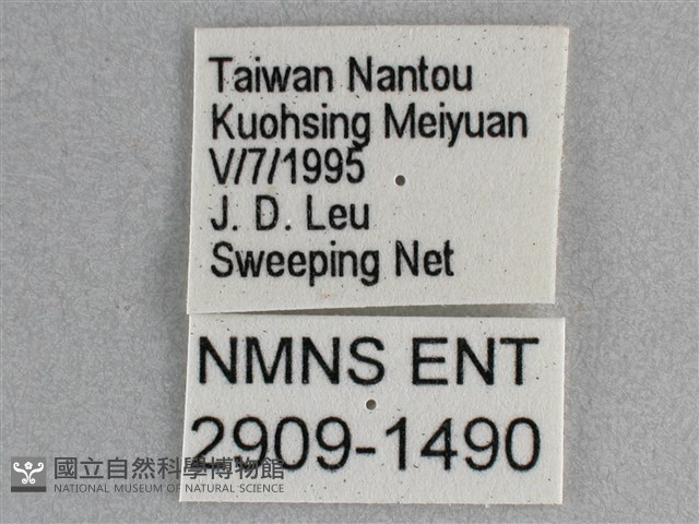 細帶環蛺蝶藏品圖，第3張