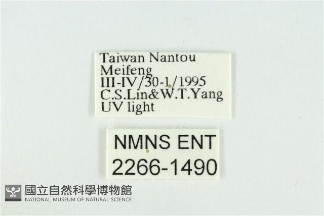 臺圓波紋蛾藏品圖，第3張