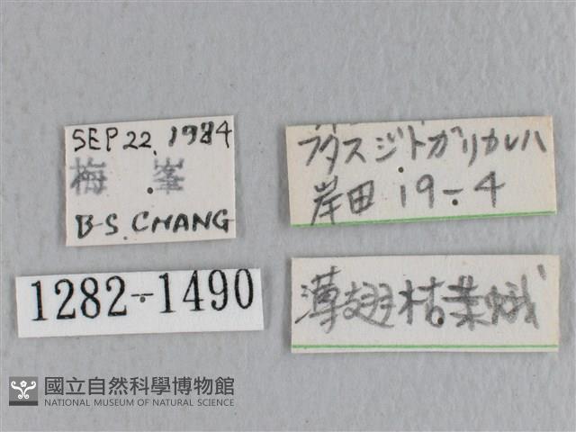 薄翅枯葉蛾藏品圖，第3張