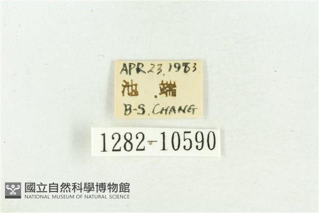 紅暈散紋夜蛾藏品圖，第3張