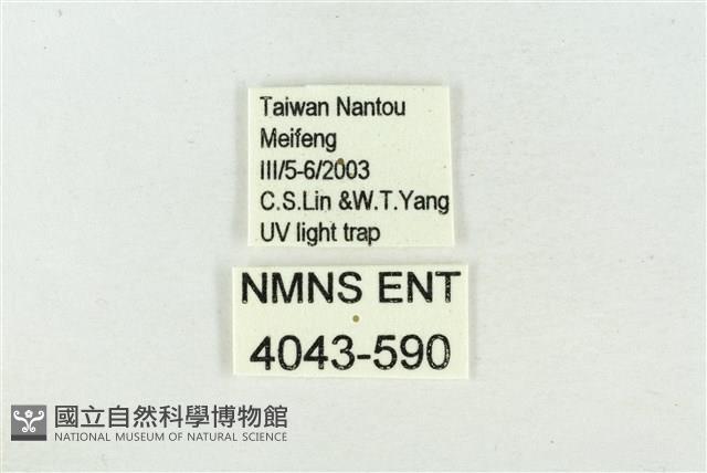 素木氏美波紋蛾藏品圖，第3張