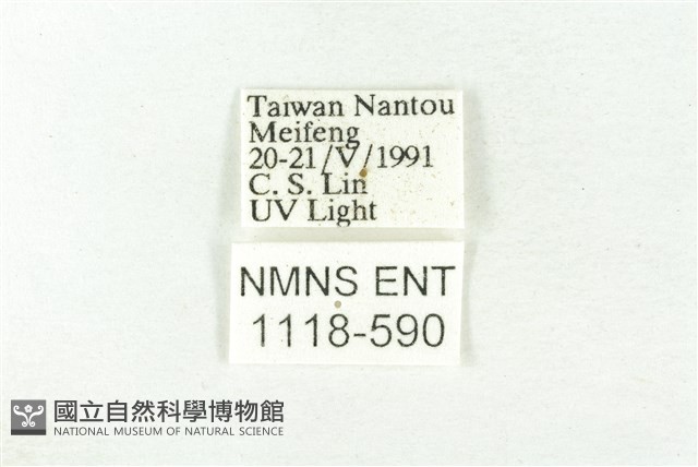 樹形尺蛾藏品圖，第3張