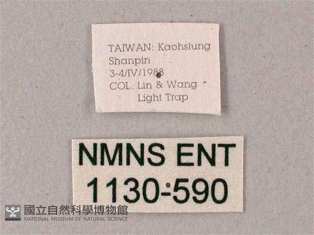 藏斜紋天蛾藏品圖，第3張