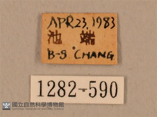 臺灣鷹翅天蛾藏品圖，第3張