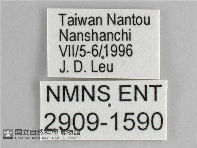 鋸粉蝶藏品圖，第3張