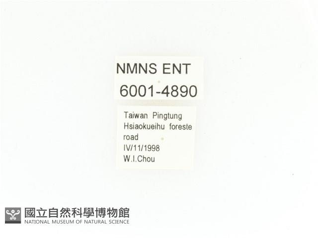 臺灣角金龜藏品圖，第2張