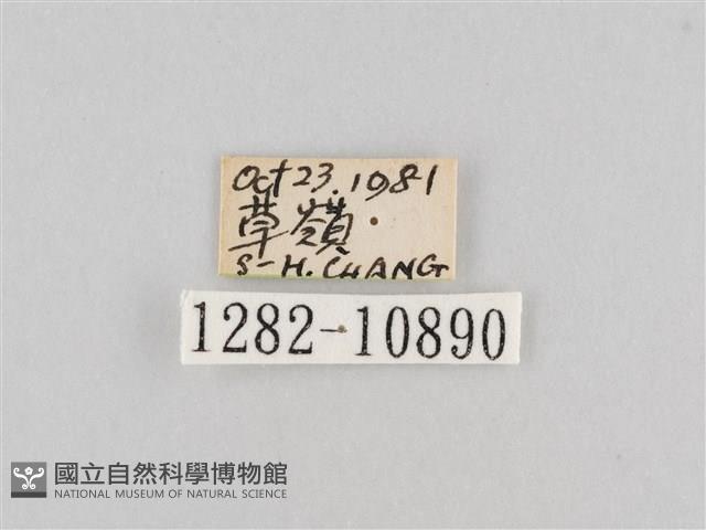 斜紋夜盜蛾藏品圖，第3張