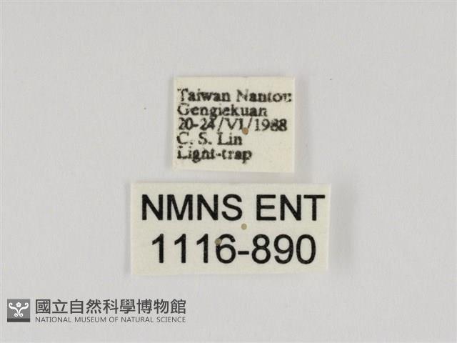 後凸蝶燈蛾藏品圖，第3張