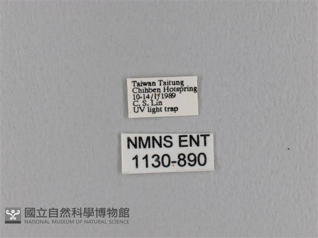 波紋枯葉蛾藏品圖，第3張