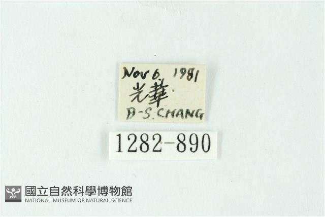 三色豔苔蛾藏品圖，第3張