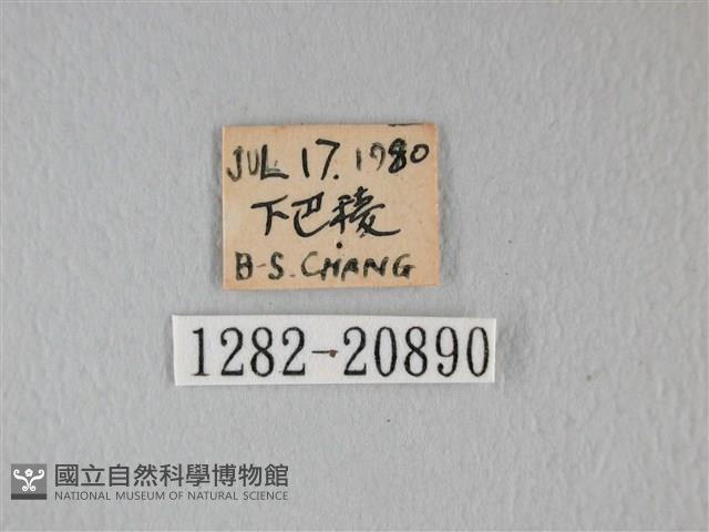 靛色琉灰蝶藏品圖，第3張