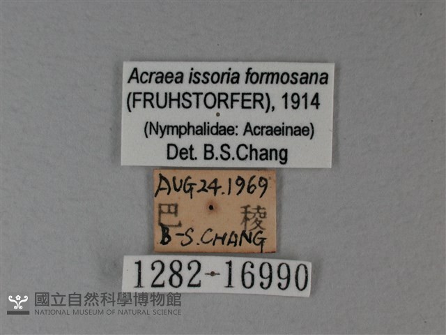 苧麻細蝶藏品圖，第3張