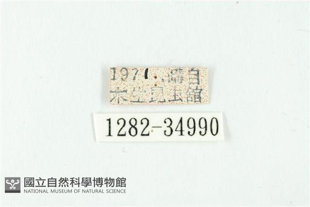 鋩灰蝶藏品圖，第3張