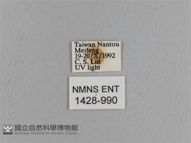 波紋枯葉蛾藏品圖，第3張